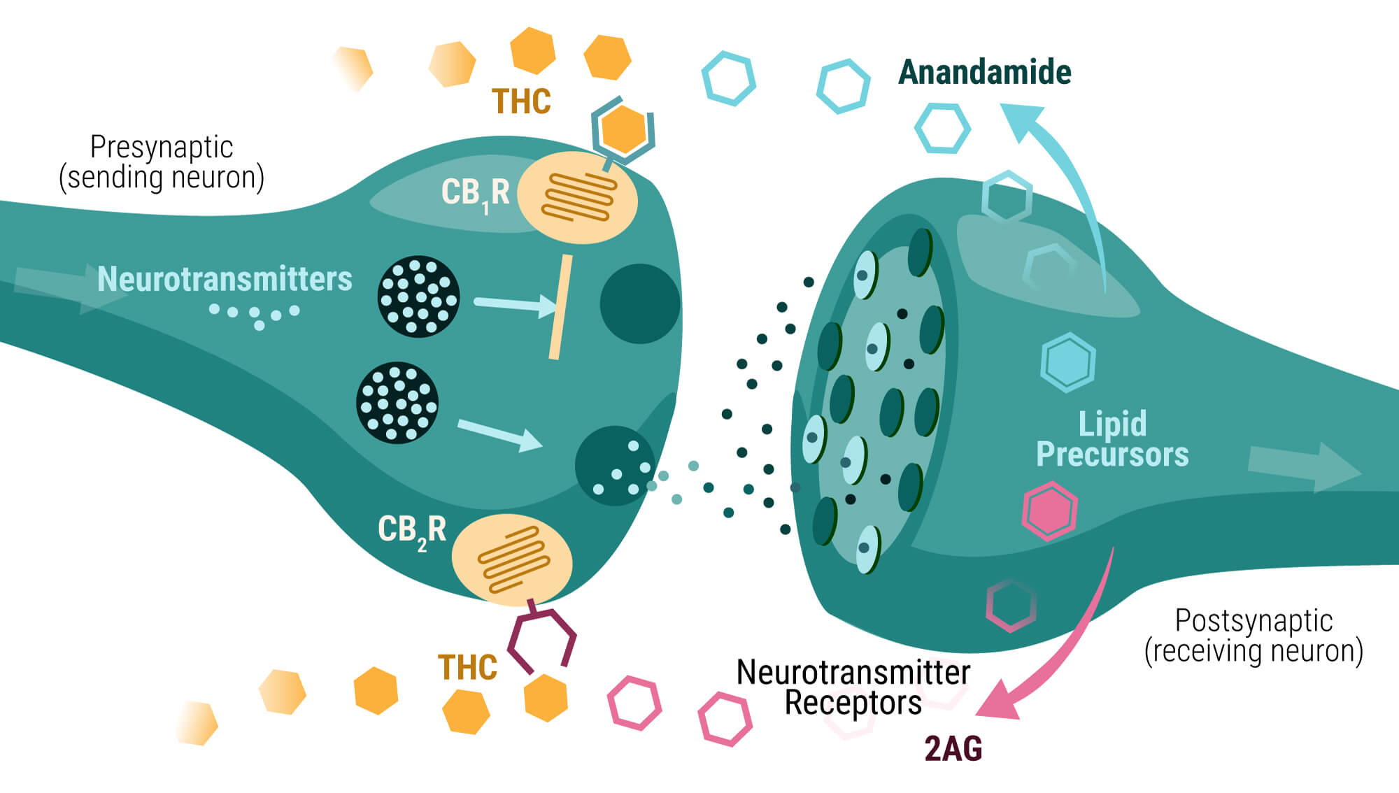 What Is THC? A Closer Look At The Main Compound In Cannabis  RQS Blog